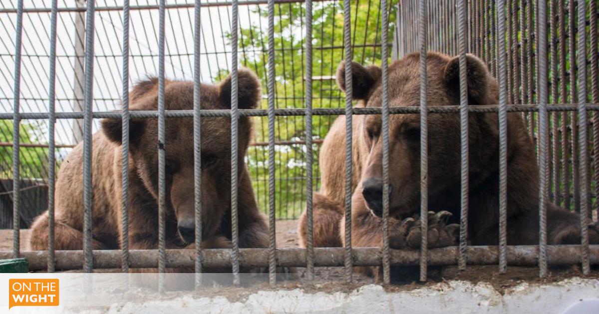 Out of the cage, into the wild: Cargolux airlifts two bears from Azerbaijan to UK sanctuary Out of the cage, into the wild: Cargolux airlifts two bears from Azerbaijan to UK sanctuary