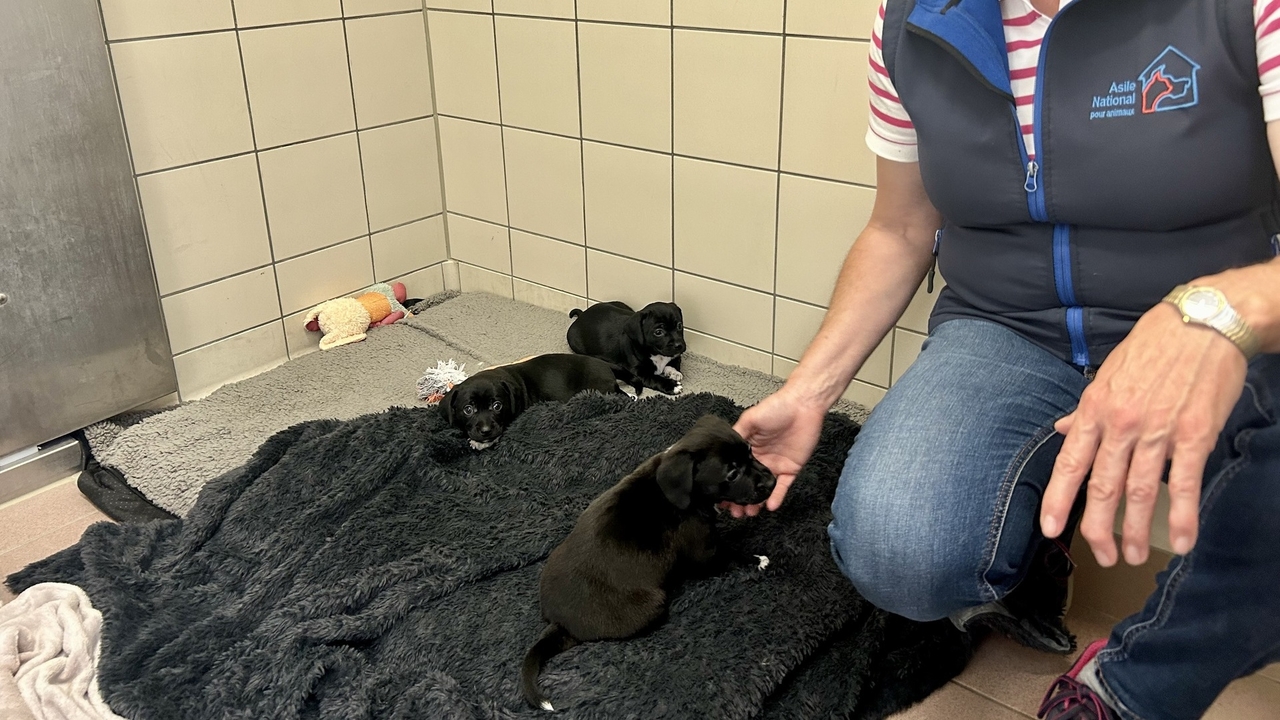 Overcrowded animal shelters: What are the criteria to adopt a dog in Luxembourg? Overcrowded animal shelters: What are the criteria to adopt a dog in Luxembourg?